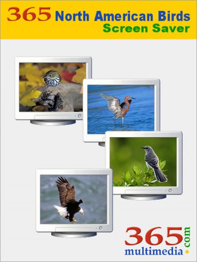 365 North American Birds Screen Saver 2.1 screenshot
