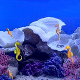 3D Seahorses 1.0 screenshot