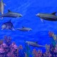 3D Dolphin Reef 1.0 Screenshot