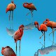 3D Flamingos 1.0 Screenshot