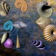3D Sea Shells 1.0