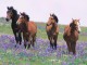 7art Graceful Horses ScreenSaver 1.5 Screenshot