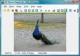 AD Picture Viewer Lite 2.1