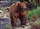 Alaska's Majestic Wildlife 1.3 Screenshot