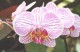 Conservatory Of Flowers Orchid Screensaver 1.0 Screenshot