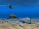 Dolphin Aqua Life 3D Scrensaver 2.9.3 Screenshot