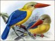Kingfishers and Kookaburras Screensaver 1.0