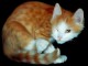 Lovely Cats screensaver 1.3
