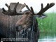 Magnificent Moose 1.3