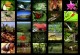 Rainforest I screensaver 1.0 Screenshot