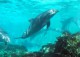 Tenerife Dolphins Screensaver 1