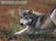The Wolves of Denali 1.3 Screenshot
